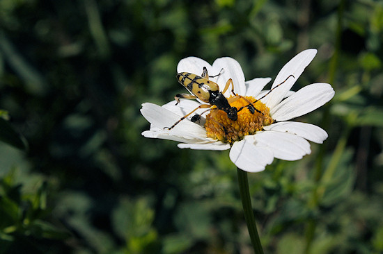 Gefleckter Schmalbock