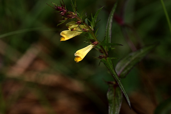 Wiesen-Wachtelweizen