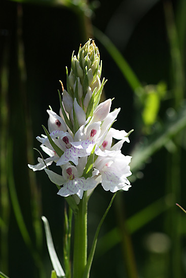 Geflecktes Knabenkraut