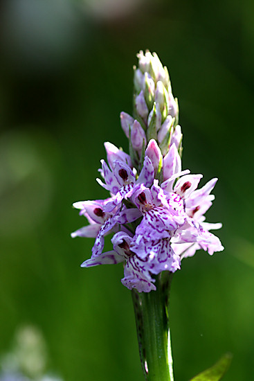 Geflecktes Knabenkraut