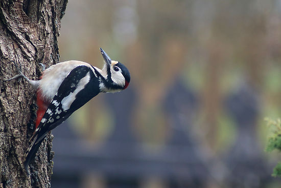 Buntspecht M&auml;nnchen