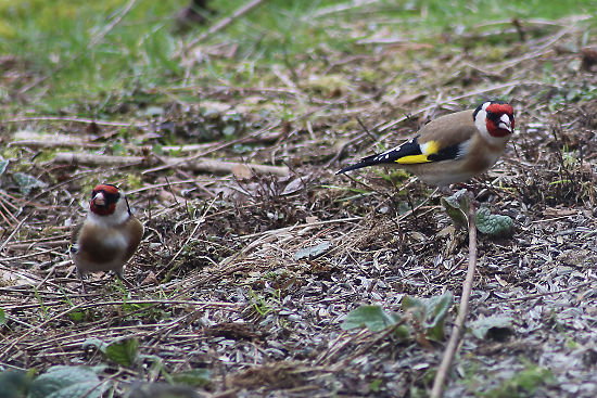 Distelfinken (Stieglitze)