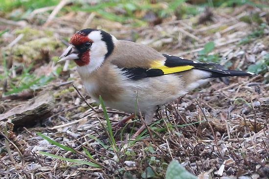 Distelfinken (Stieglitze)