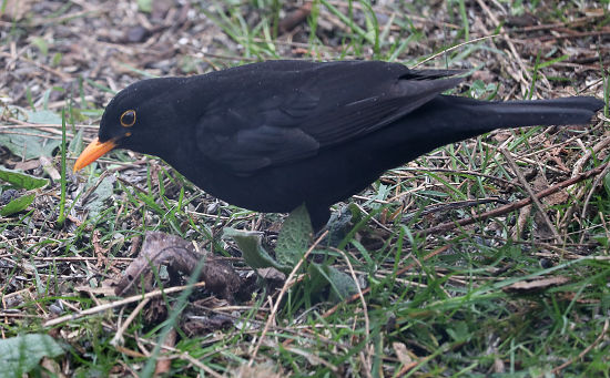 Amsel