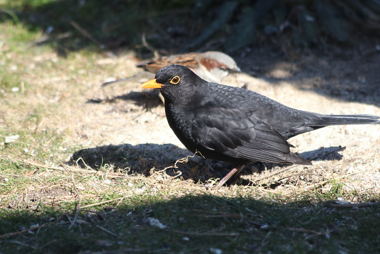Amsel