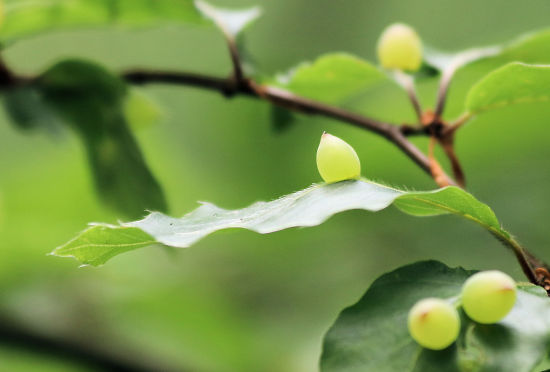 Buchengallm&uuml;cke