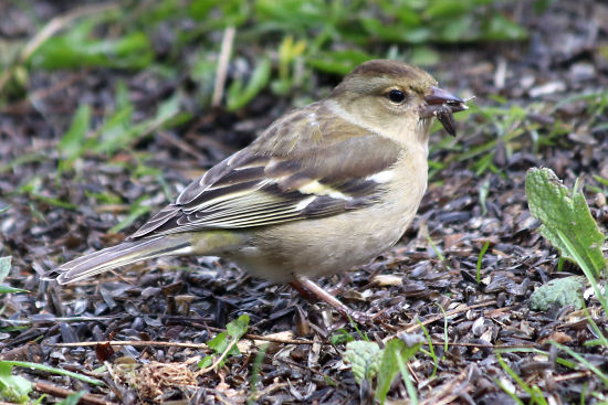 Buchfink Weibchen