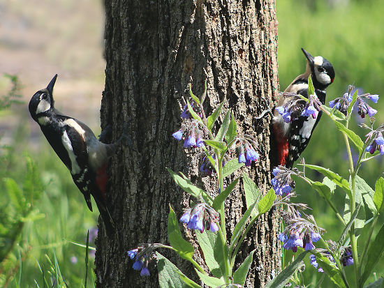 Buntspecht Paar