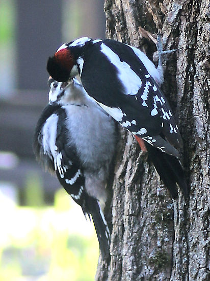 Buntspecht-M&auml;nnchen mit Nachwuchs