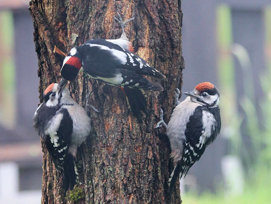 Buntspecht-M&auml;nnchen mit Nachwuchs