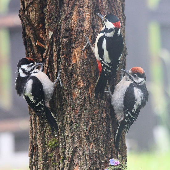 Buntspecht-M&auml;nnchen mit zwei K&uuml;ken