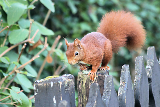 Europ&auml;isches Eichh&ouml;rnchen