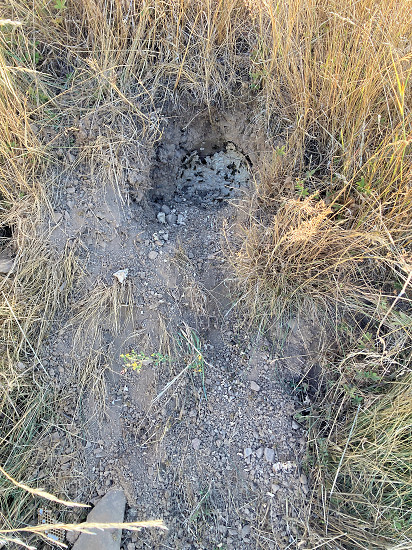 Aufgebrochenes Erdwespennest