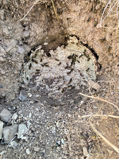 Aufgebrochenes Erdwespennest