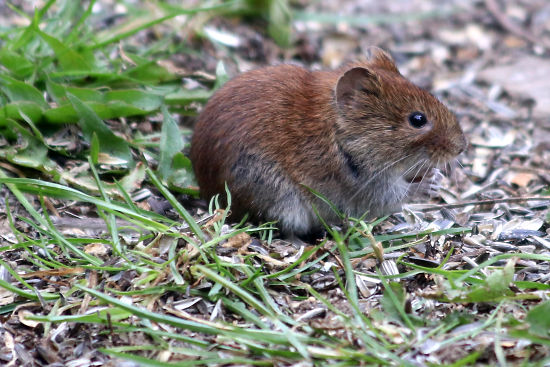 Feldmaus / Kleinw&uuml;hlmaus