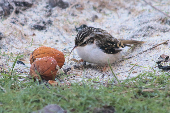 Gartenbauml&auml;ufer
