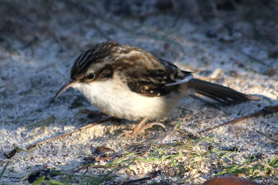 Gartenbauml&auml;ufer