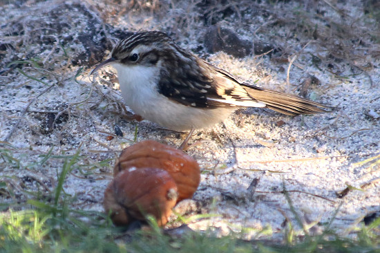 Gartenbauml&auml;ufer