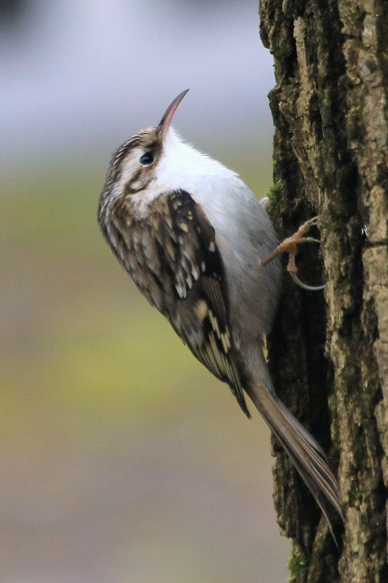 Gartenbauml&auml;ufer