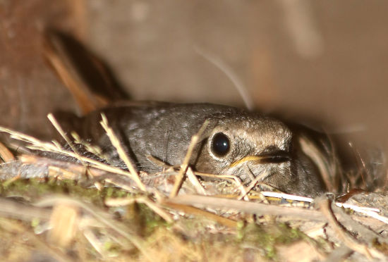 Gartenrotschwanzweibchen br&uuml;tend