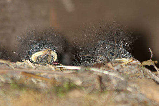 Gartenrotschwanzk&uuml;ken im Nest