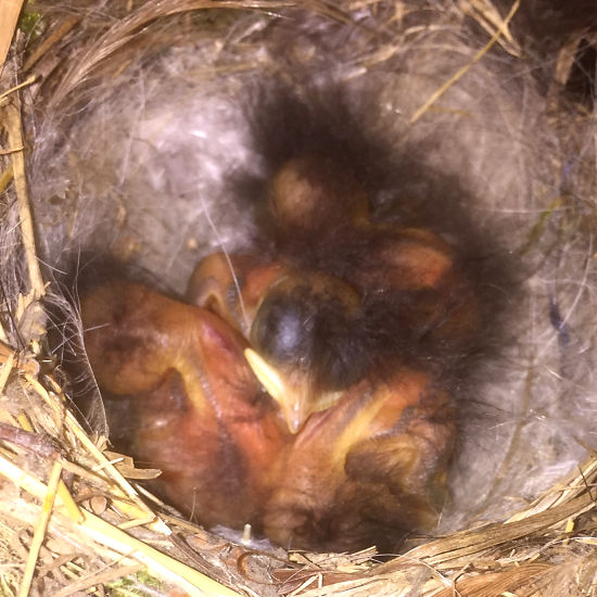 Gartenrotschwanzk&uuml;ken im Nest