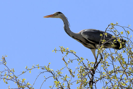 Graureiher / Fischreiher