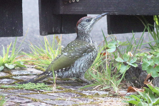 Junger Gr&uuml;nspecht