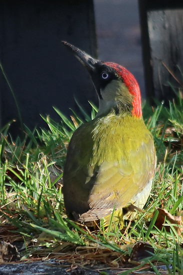 adulter Gr&uuml;nspecht