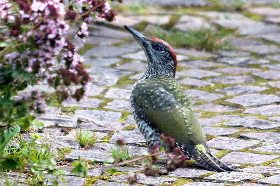 Gr&uuml;nspecht, Jungvogel