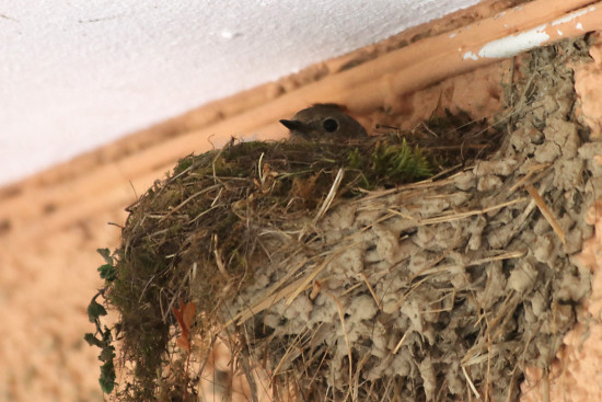 Hausrotschwanz im Schwalbennest