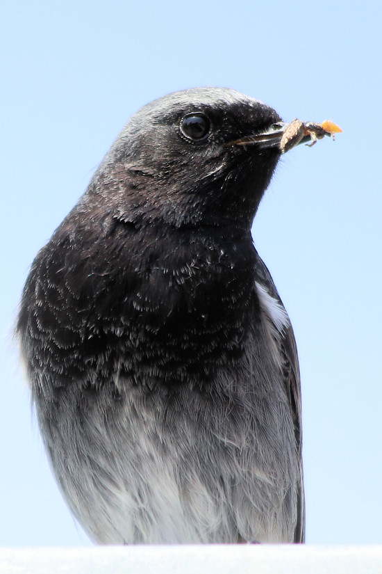 Hausrotschwanz, m�nnlich, mit Futter