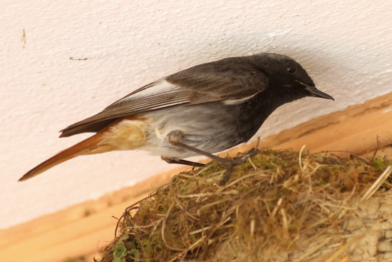 Hausrotschwanz, m�nnlich bei der F�tterung