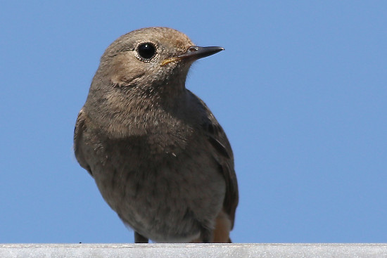Hausrotschwanz, weiblich