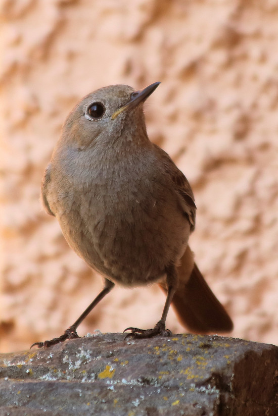 Hausrotschwanz, weiblich
