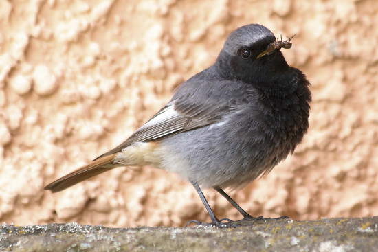 Hausrotschwanz, m�nnlich