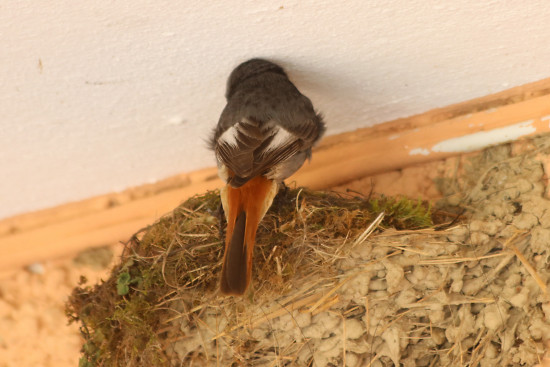 Hausrotschwanz, m�nnlich bei der F�tterung