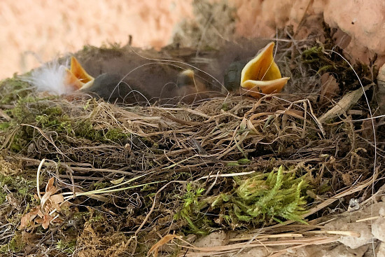 Hausrotschwanzk&uuml;ken