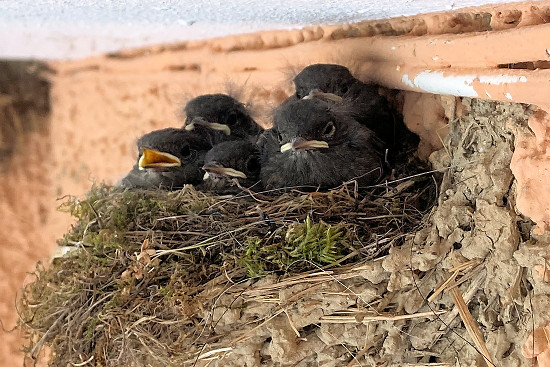 Hausrotschwanzk&uuml;ken