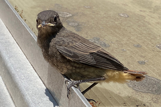 Hausrotschwanzk&uuml;ken