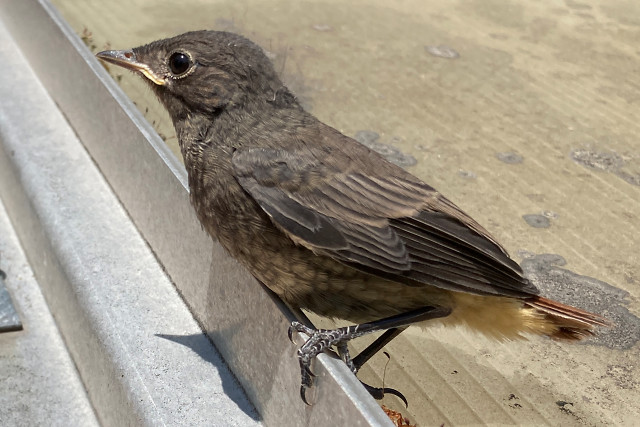 Hausrotschwanzk&uuml;ken