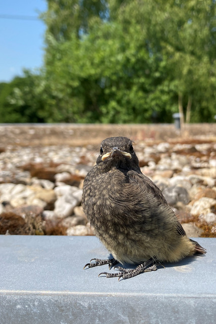 Hausrotschwanzk&uuml;ken