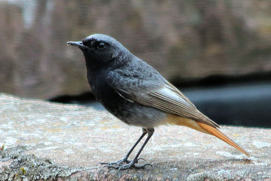 Hausrotschwanz, m�nnlich