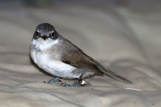 Klappergrasm&uuml;cke