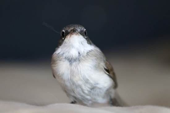 Klappergrasm&uuml;cke