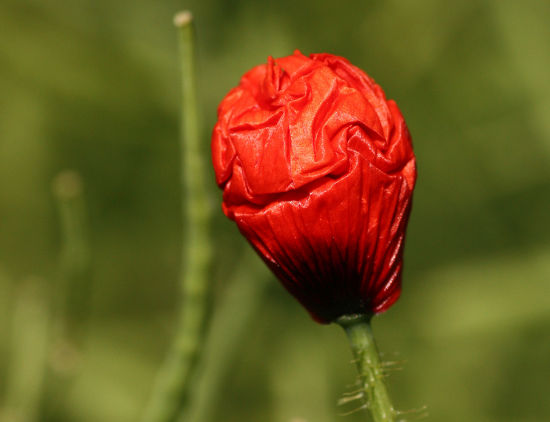 Klatschmohn