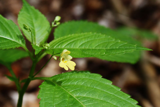 Kleinbl&uuml;tiges Springkraut