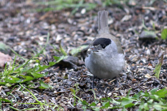 m&auml;nnliche M&ouml;nchgrasm&uuml;cke