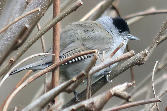 m&auml;nnliche M&ouml;nchgrasm&uuml;cke