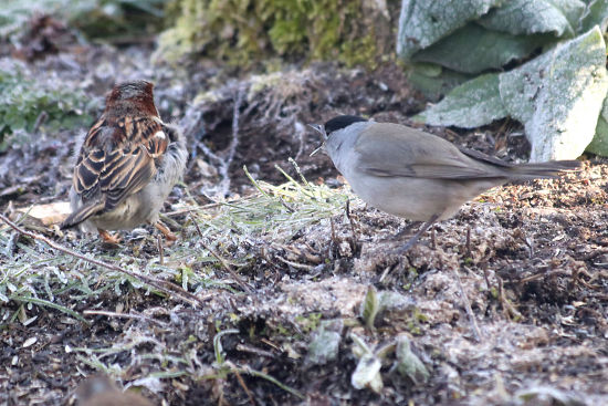 m&auml;nnliche M&ouml;nchgrasm&uuml;cke